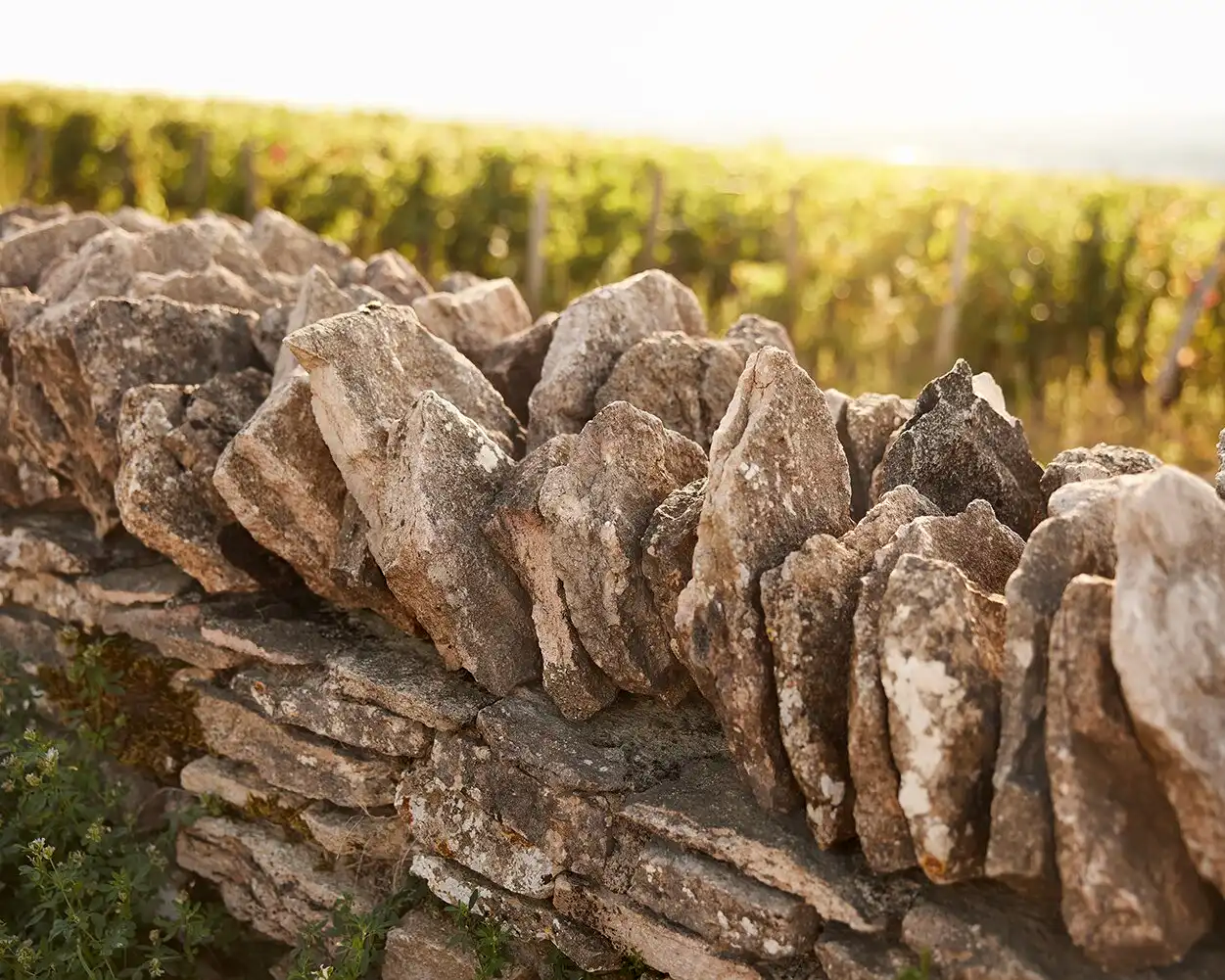 les Plus du Conservatoire des Anciens Cépages Bourguignons