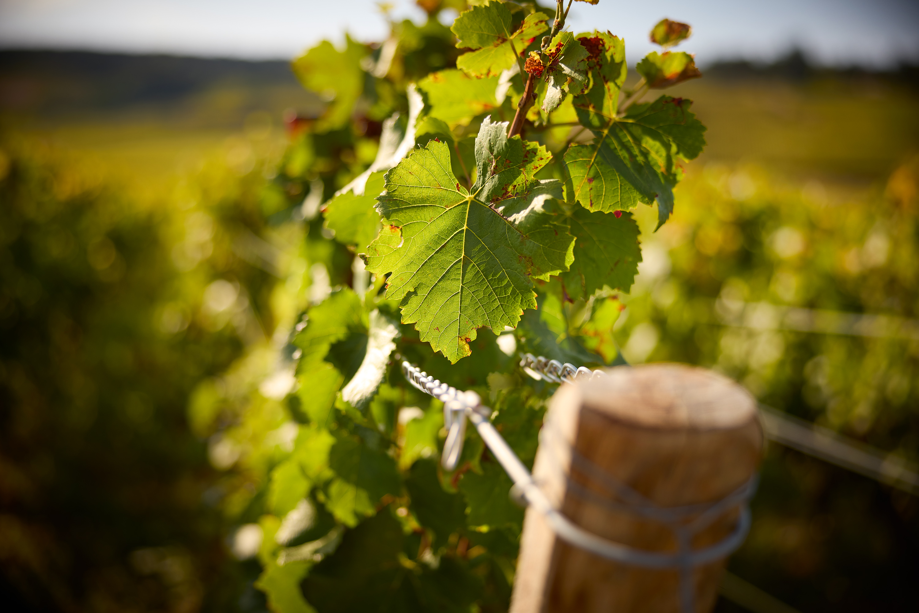 Conservatoire des Anciens Cépages Bourguignons